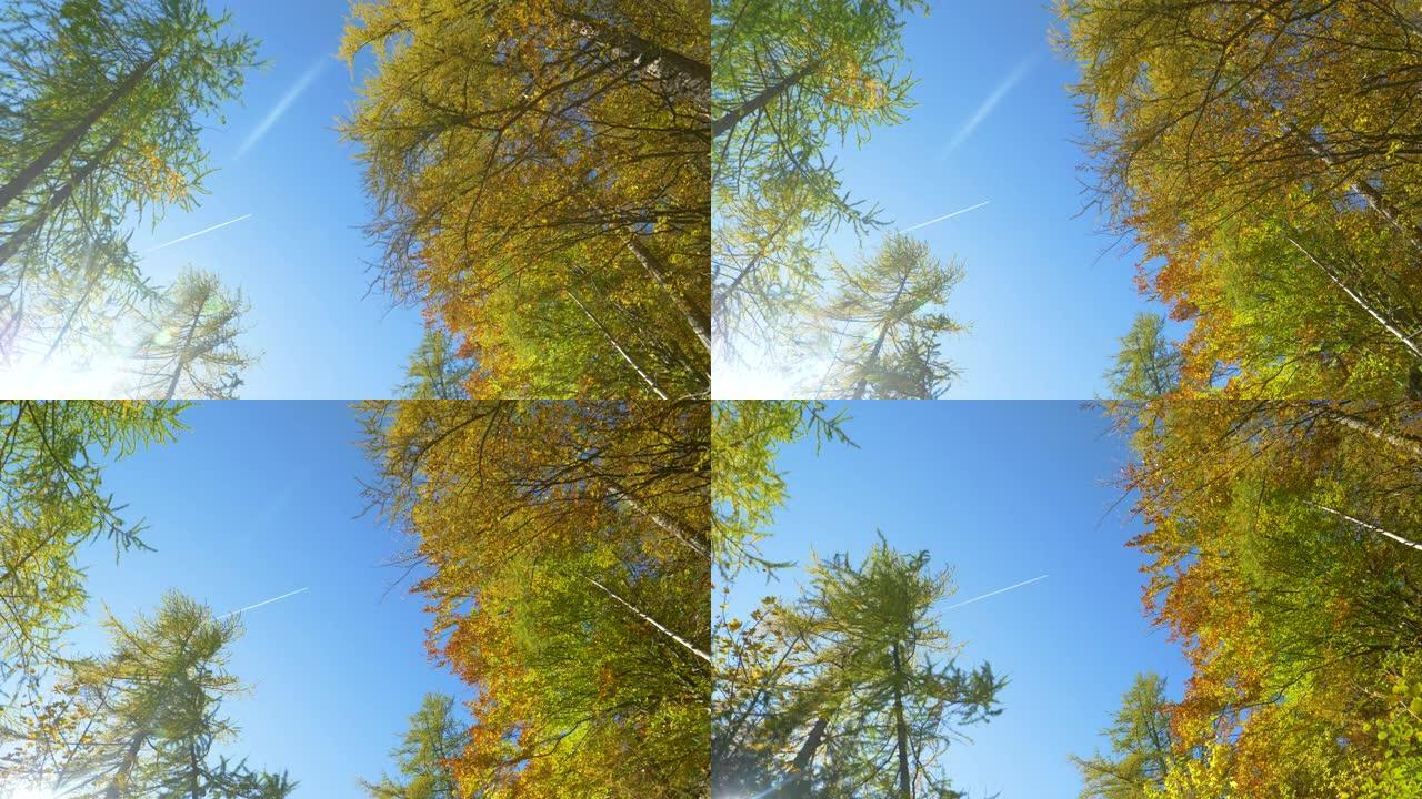 自下而上: 在阳光明媚的秋天，落叶林的田园诗般的景色