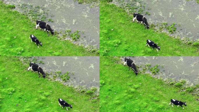 牦牛生活在若尔盖湿地