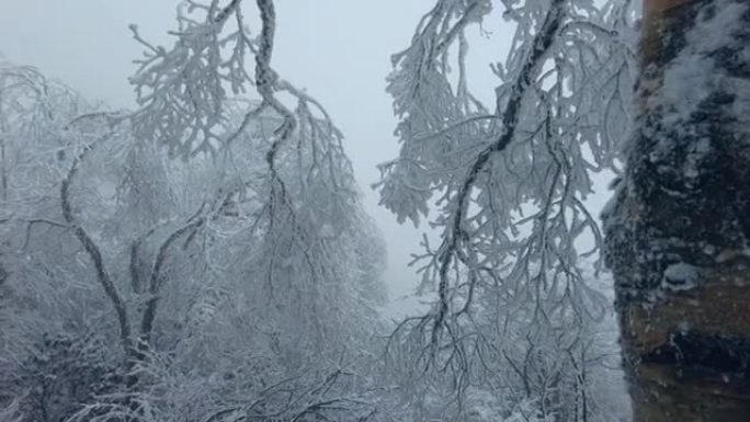 冬天树枝上的雪积雪白雪冰雪