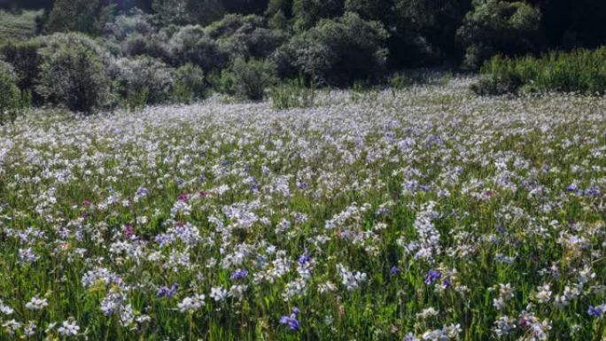 川西高原夏季花开野花小花森林山涧