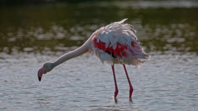 超级慢动作粉色火烈鸟涉水喝水