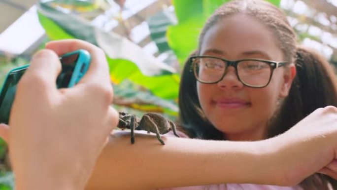 朋友为野生动物教育、生态系统和环境在动物园、公园和自然游览中的女孩拍摄狼蛛蜘蛛的照片。无所畏惧的年轻