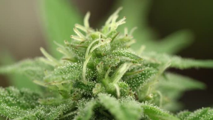 宏观: 小滴大麻素覆盖了工业大麻植物的顶部。