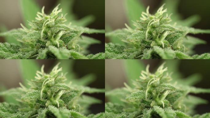 宏观: 小滴大麻素覆盖了工业大麻植物的顶部。