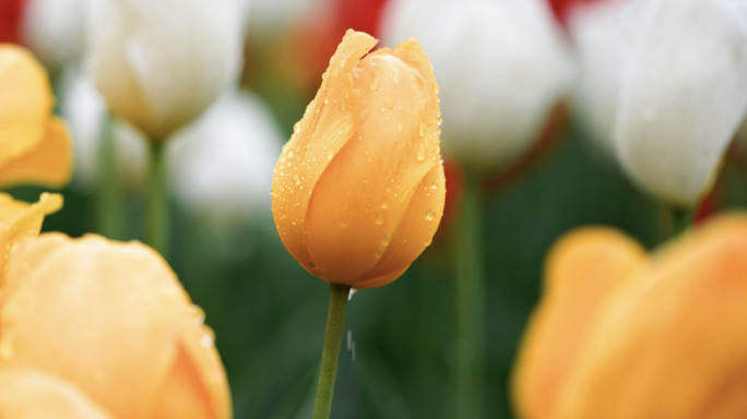 雨中的太子湾公园郁金香花海