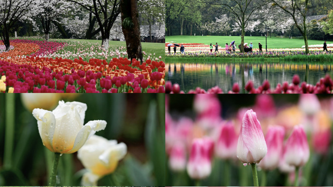 雨中的太子湾公园郁金香花海