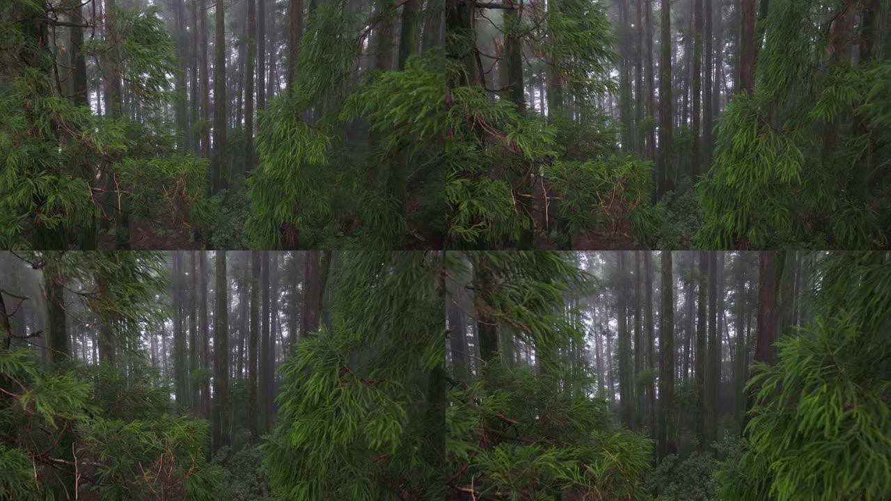 摄像机在雾蒙蒙的潮湿森林中的树枝上移动。葡萄牙亚速尔群岛圣米格尔岛的山脉。亚速尔群岛的性质