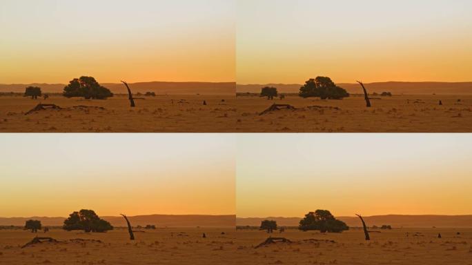 日落时分，非洲纳米比亚Deadvlei广阔宁静沙漠中的WS树