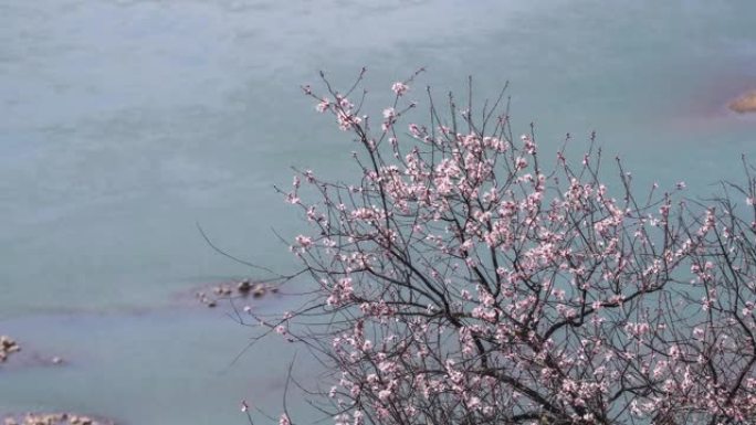 雅鲁藏布江上的桃花开