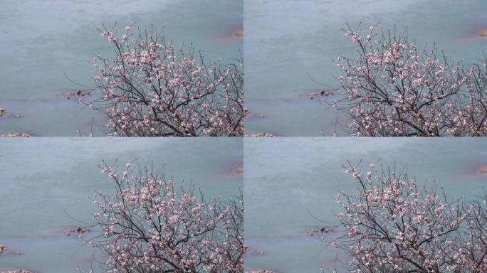 雅鲁藏布江上的桃花开