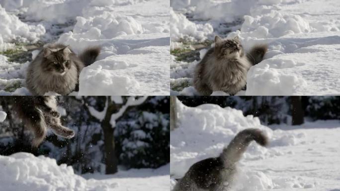 慢动作: 快乐的猫在新鲜的雪中跳跃