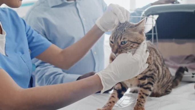 兽医医生检查家猫萌宠撸猫猫猫