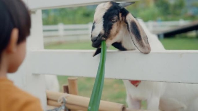 小男孩喜欢在农场喂山羊。