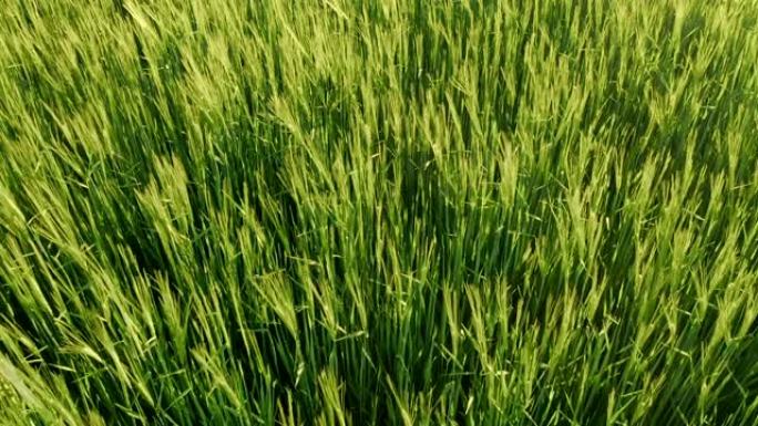 绿色小麦的航向麦田风光种植业种植基地