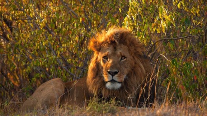 狮子在野生动物保护区的灌木丛中躺着鬃毛