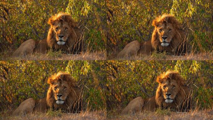 狮子在野生动物保护区的灌木丛中躺着鬃毛
