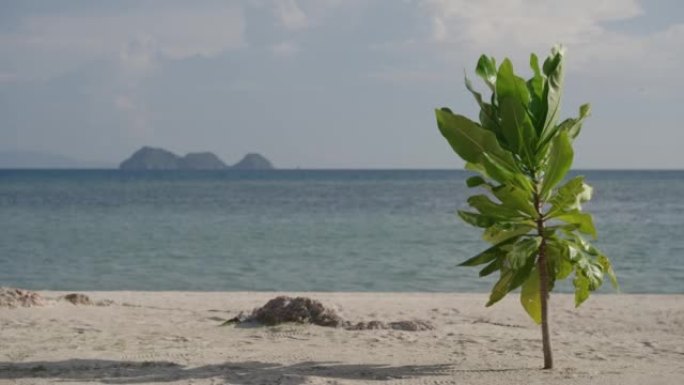 海滩树海岸线沙滩