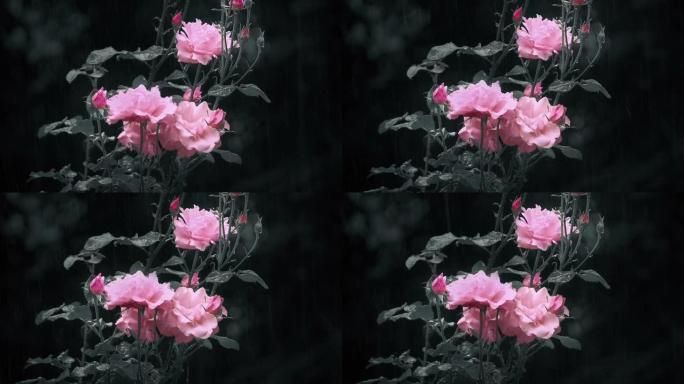 雨中的粉红玫瑰单色