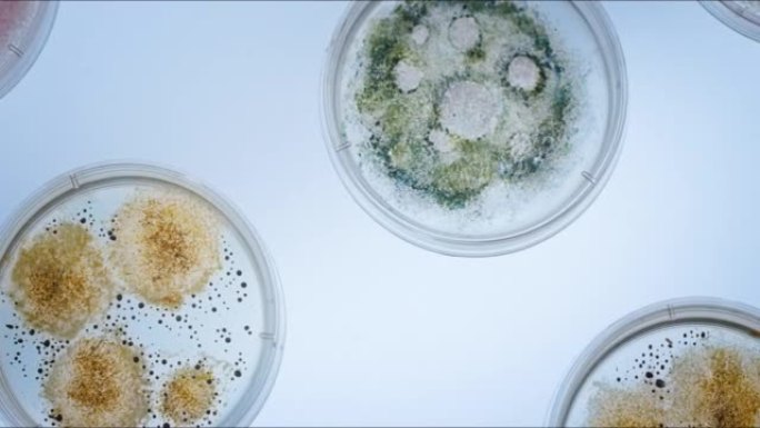 美丽的小培养皿，彩色真菌霉菌在发光的白色桌子上。摄像机把他们拍成一个圆圈
