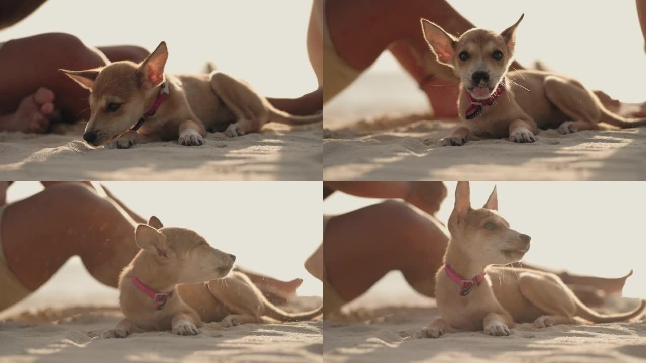 小狗在沙滩上玩耍快乐滩上玩耍
