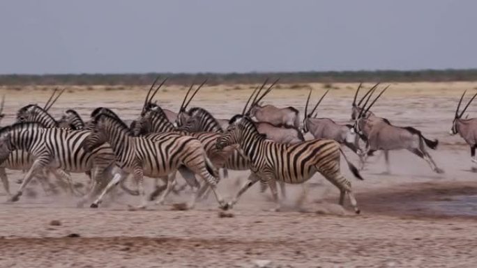 包括斑马，羚羊 (gemsbok)，牛羚和跳羚在内的各种动物的特写镜头被吓了一跳，并逃离了纳米比亚埃