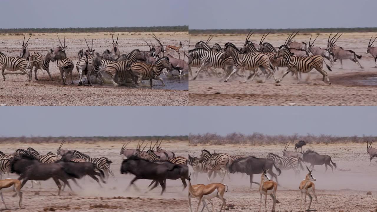 包括斑马，羚羊 (gemsbok)，牛羚和跳羚在内的各种动物的特写镜头被吓了一跳，并逃离了纳米比亚埃