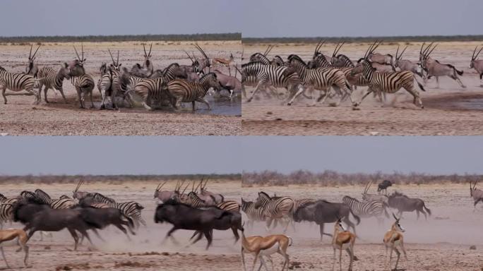 包括斑马，羚羊 (gemsbok)，牛羚和跳羚在内的各种动物的特写镜头被吓了一跳，并逃离了纳米比亚埃