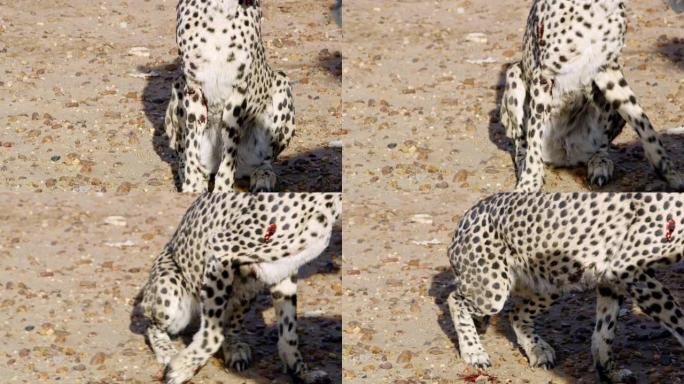 猎豹上的CU血迹，非洲纳米比亚