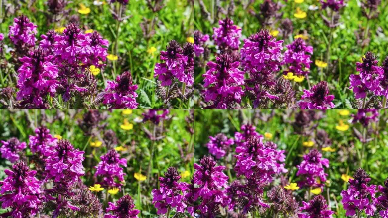 青藏高原马先蒿常见的紫红色艳丽花朵