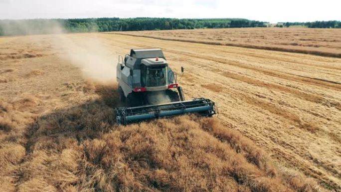 农业机械收割过程中的谷物作物