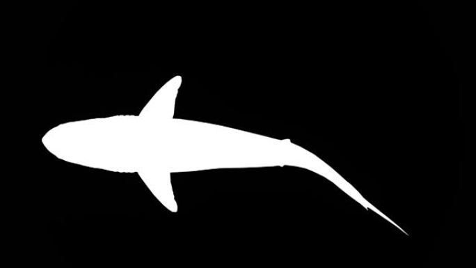 黑色背景上快速漂浮的大白鲨剪影。动物的概念，野生动物，游戏，返校，3d动画，短视频，电影，卡通，有机
