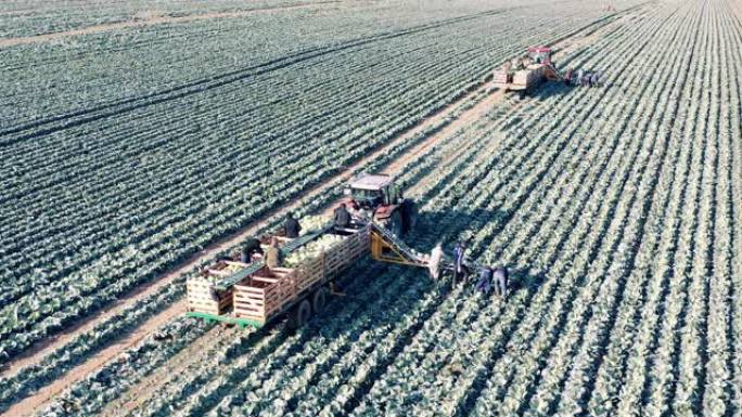 农民和输送机拖拉机正在收割白菜田