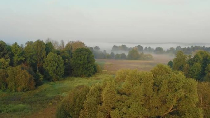 长时间的空中天桥拍摄，无人机在阴天的雾蒙蒙的绿色夏季日出场和树木上向浓雾移动。