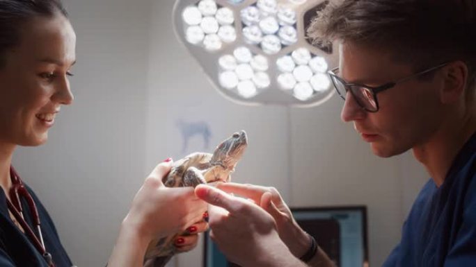 雌性和雄性兽医正在检查一只痊愈的乌龟。现代兽医诊所的专业兽医正在检查一只皮肤上有美丽抽象图案的大宠物