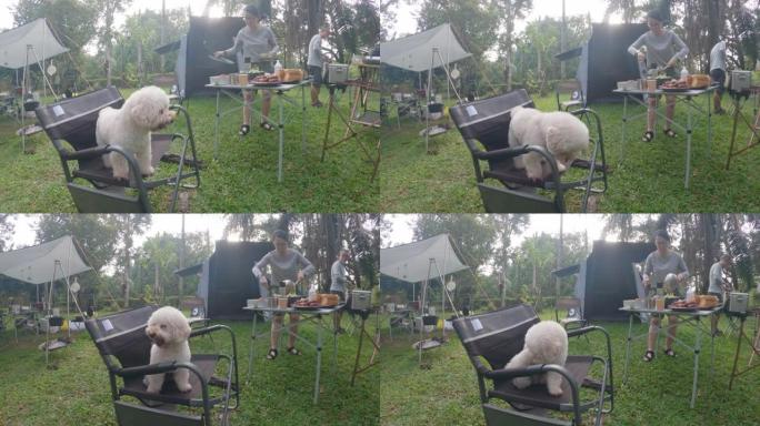 野营帐篷里的宠物狗玩具狮子狗坐在野营椅上，早上看