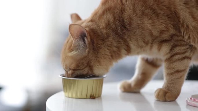 姜猫吃可爱小猫吃食物