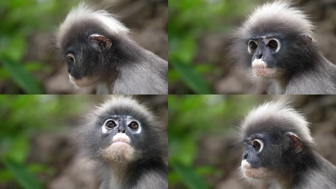 野外的猴子特写镜头转头观察猿猴