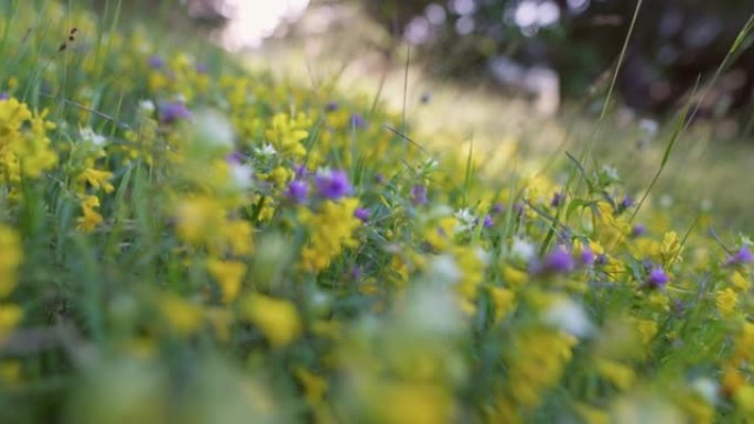 草地上的夏花。相机在山上穿过黄色和紫色的野花。高山自然背景，万向镜头
