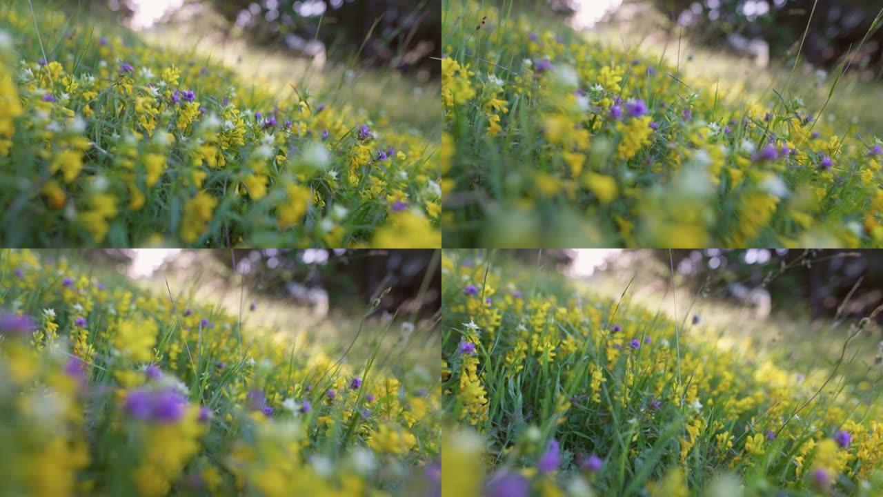 草地上的夏花。相机在山上穿过黄色和紫色的野花。高山自然背景，万向镜头