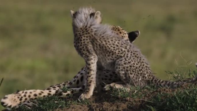 雌性猎豹和她可爱的幼崽躺在非洲大草原的白蚁丘上的特写前视