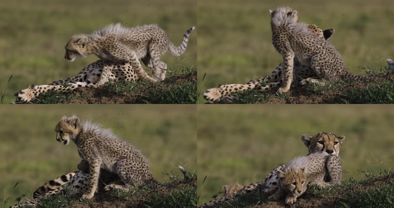 雌性猎豹和她可爱的幼崽躺在非洲大草原的白蚁丘上的特写前视