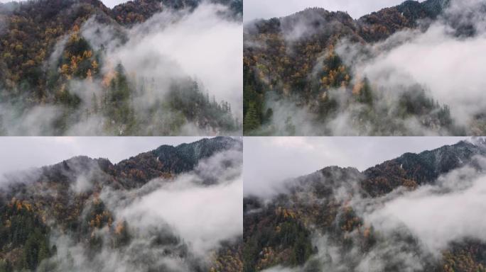 川西五颜六色的森林被云彩覆盖