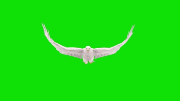 绿屏白鹰飞行慢动作动画。动物的概念，野生动物，游戏，返校，3d动画，短视频，电影，卡通，有机，色键，