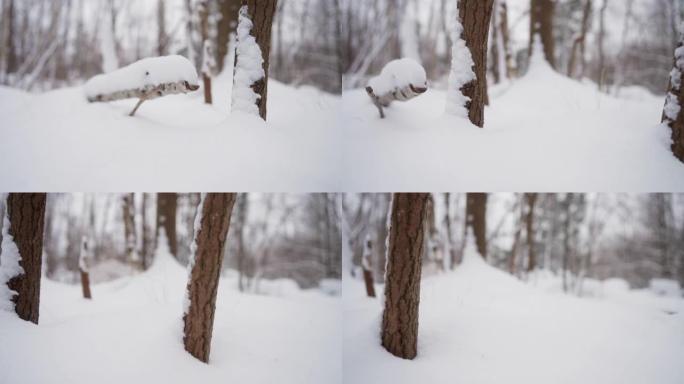 在雪地里摇过树干4K旅游宣传片广告视频素