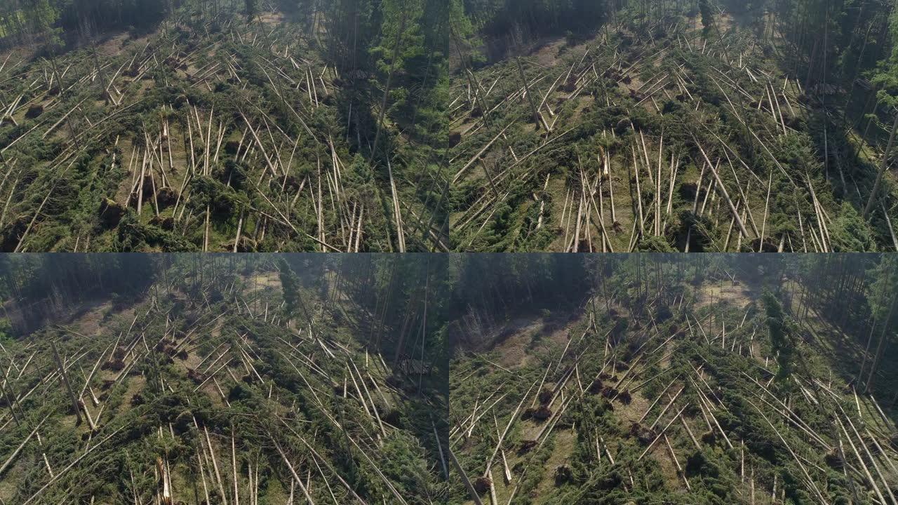飓风过后，无人驾驶的风吹拂的云杉和松树散落