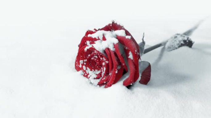 白雪上的红玫瑰单色
