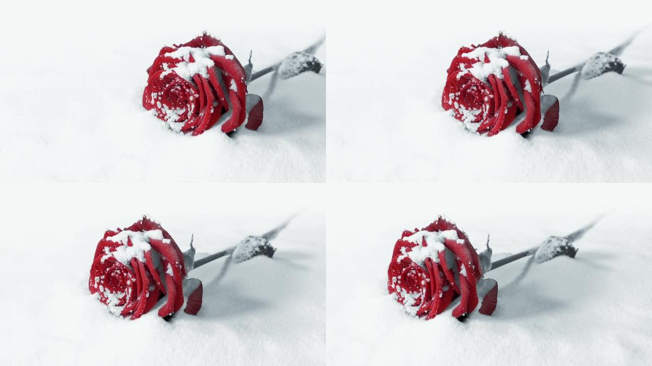 白雪上的红玫瑰单色
