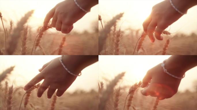SLO MO女孩在日落时用手抚摸成熟的金色小麦植物。