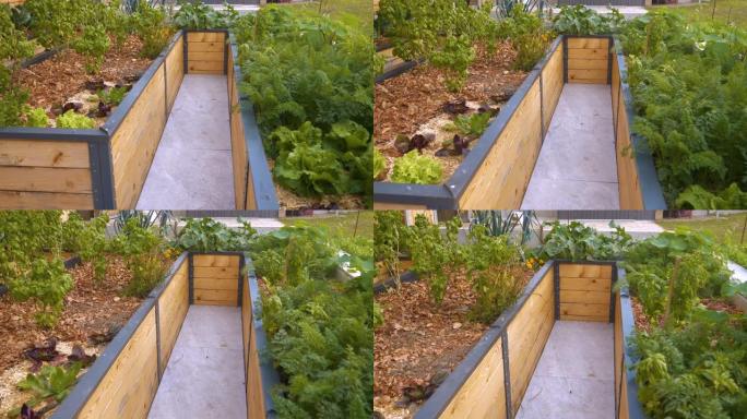 郁郁葱葱的本土有机蔬菜和草药在花园高架床上蓬勃发展