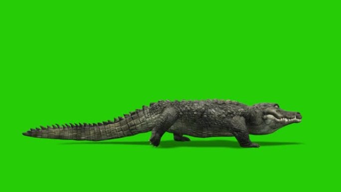 绿色屏幕上的鳄鱼行走动画。动物的概念，野生动物，游戏，返校，3d动画，短视频，电影，卡通，有机，色键